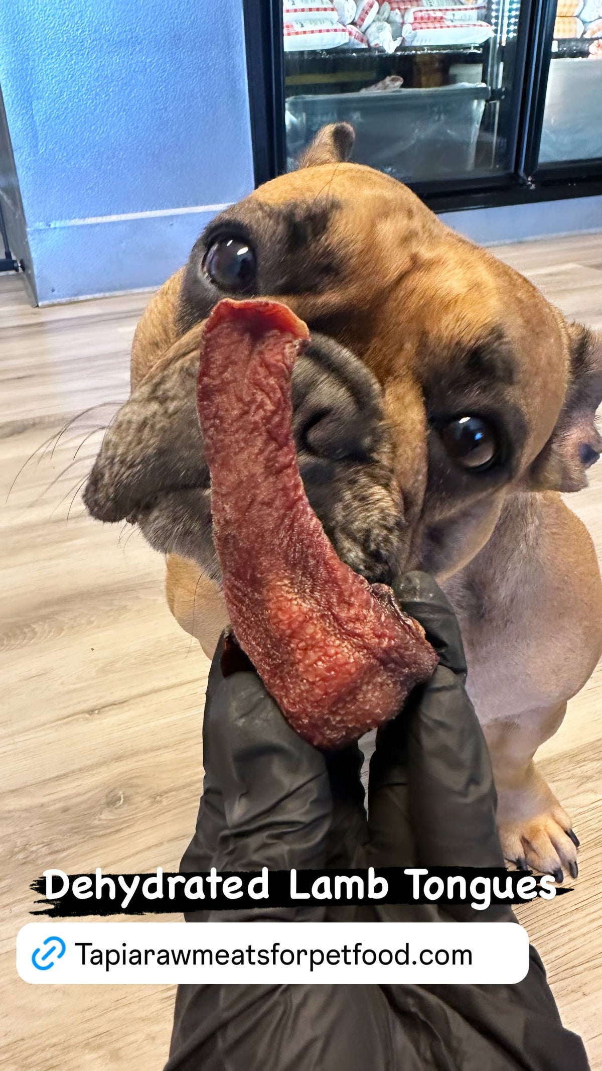 Lamb Tongue 