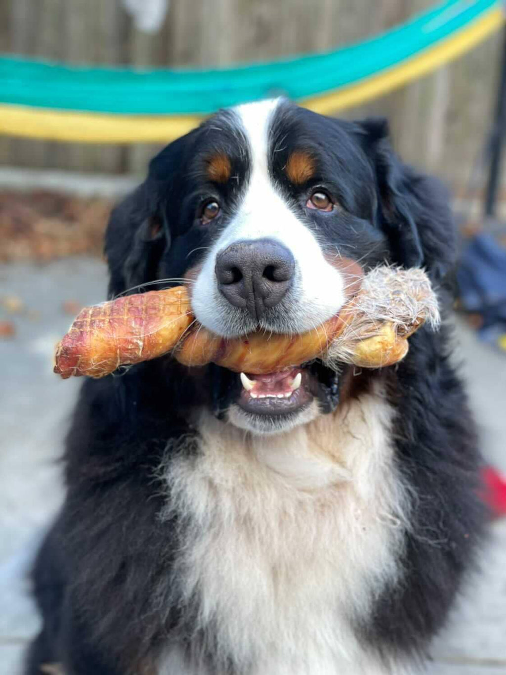 Rabbit Rawhides Baguettes