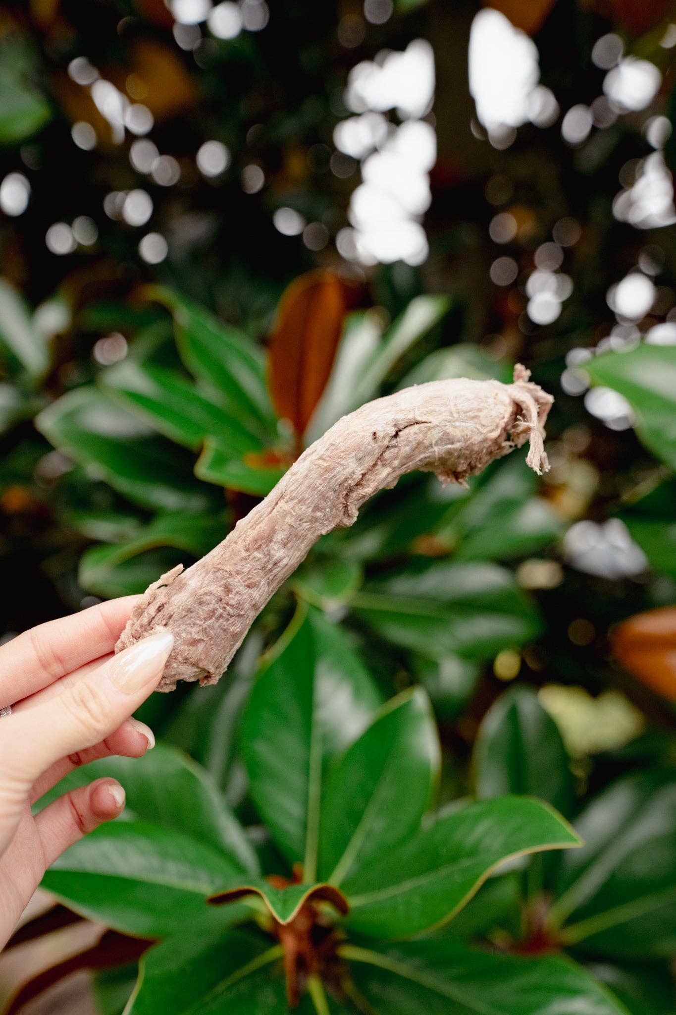 Freeze-Dried Duck Neck