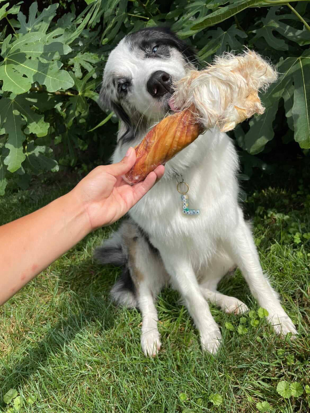 Rabbit Rawhides Baguettes