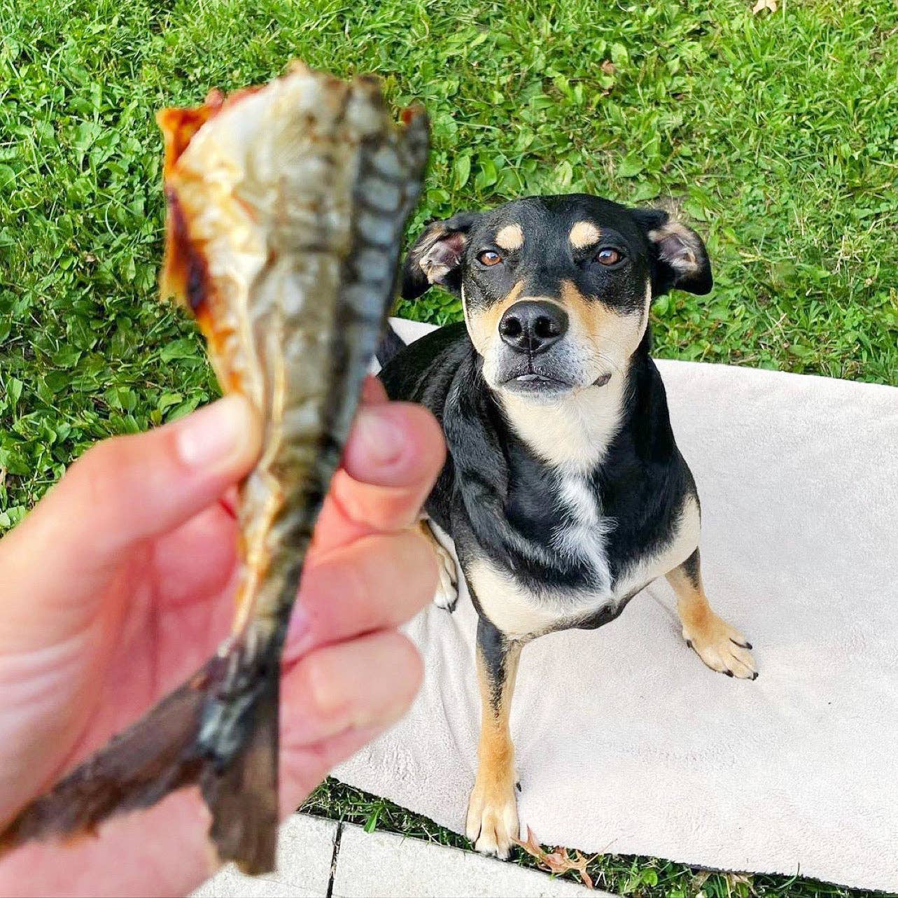 Norwegian Mackerel (Wild Caught)