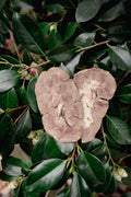 Freeze-Dried Beef Kidney