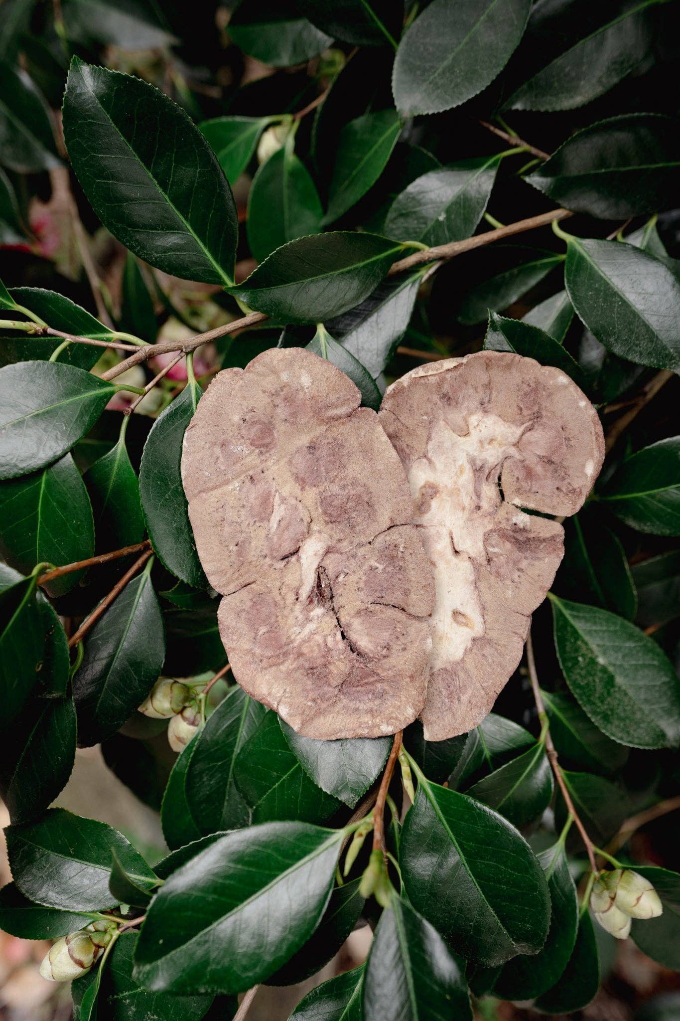 Freeze-Dried Beef Kidney