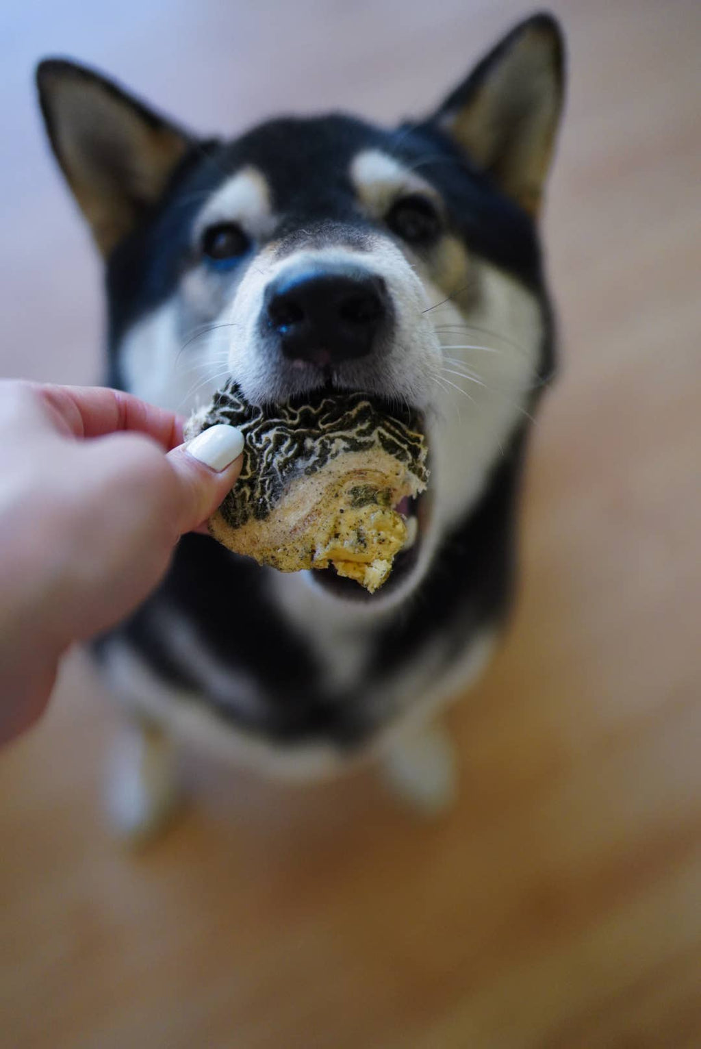 Freeze-Dried Beef Green Tripe