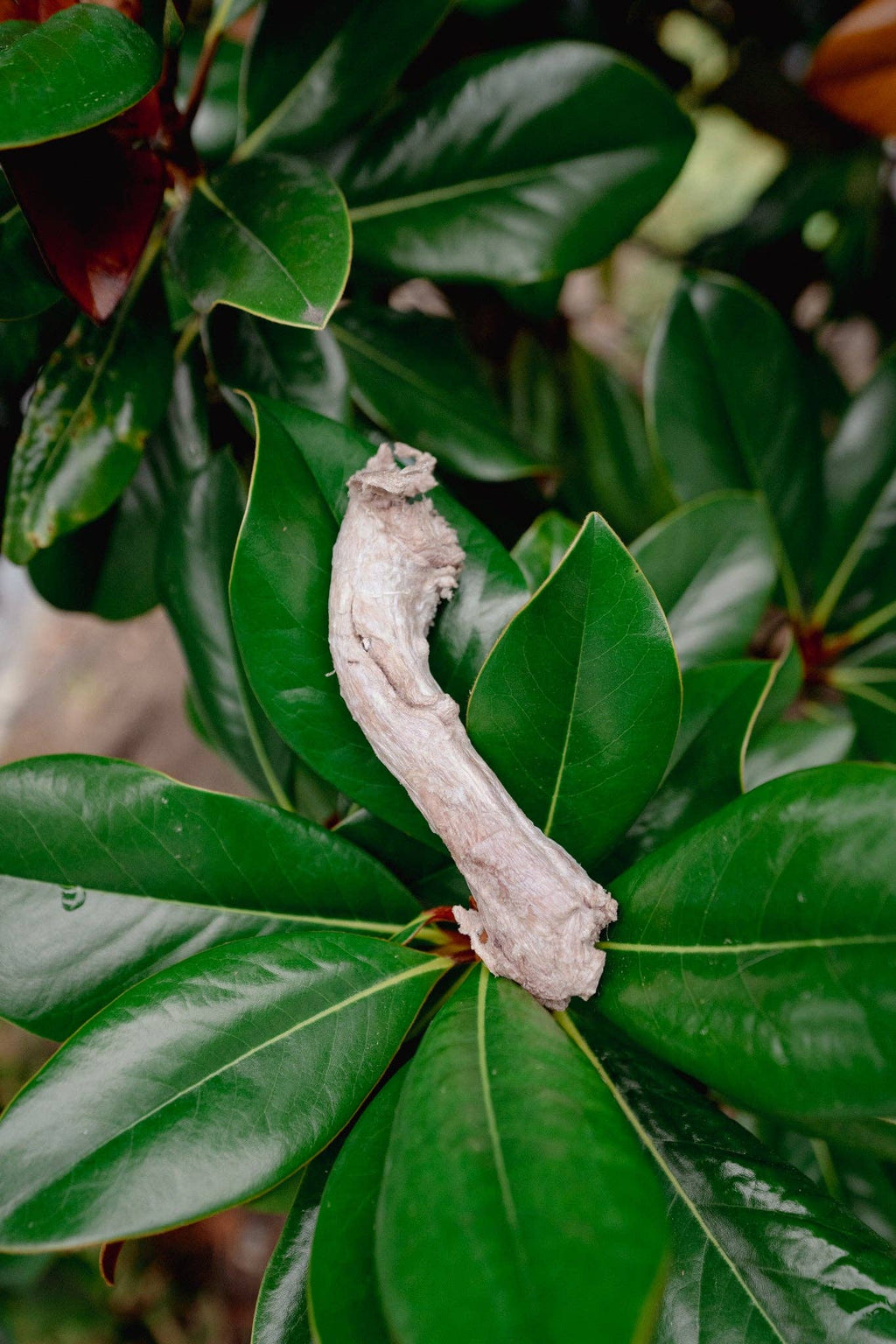 Freeze-Dried Duck Neck