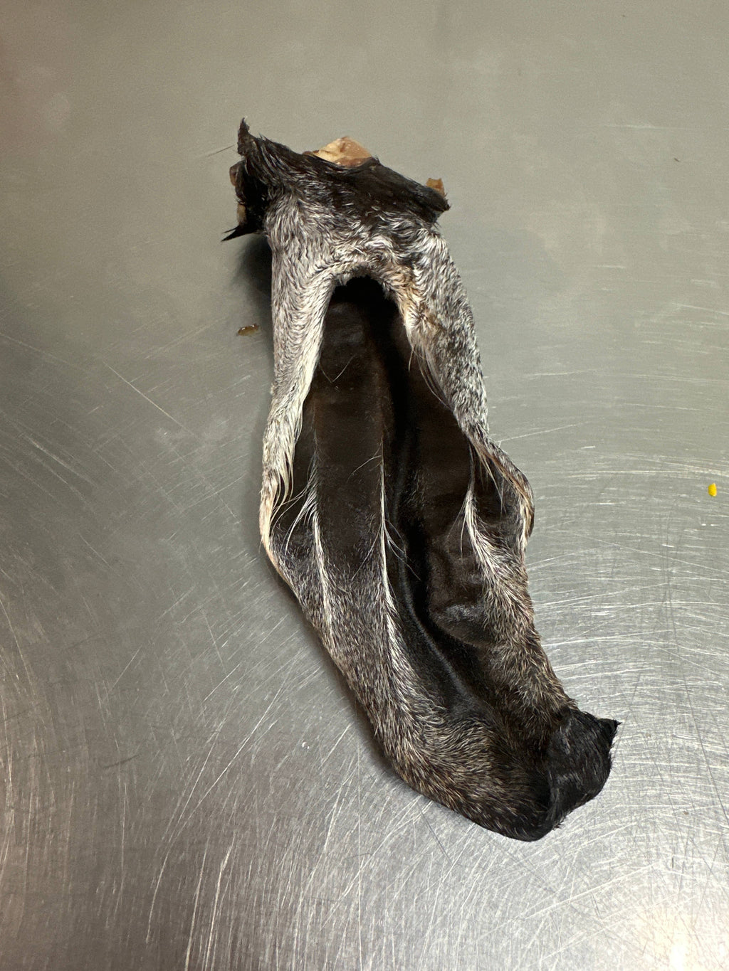 Goat Ear 