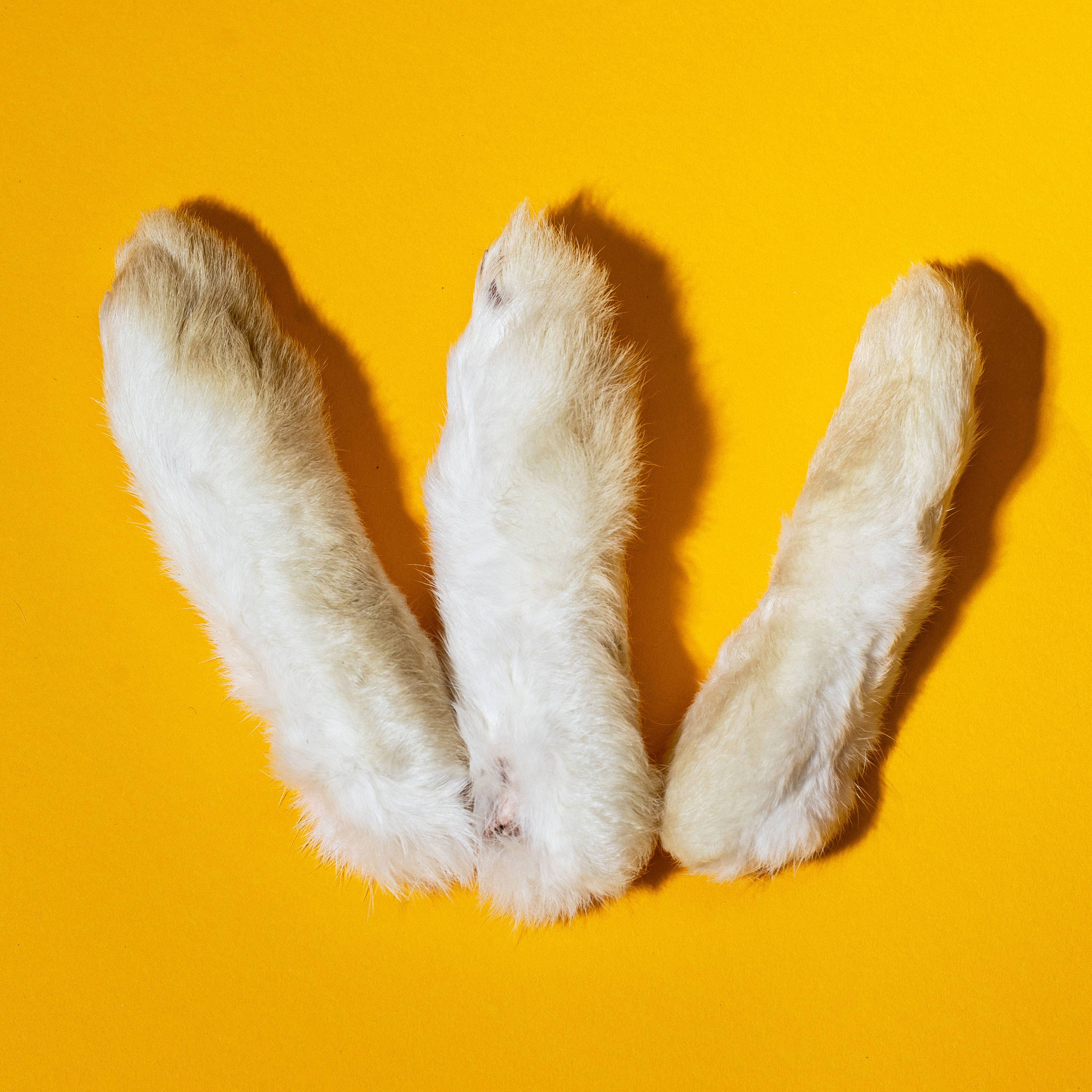 Freeze-Dried Rabbit Feet