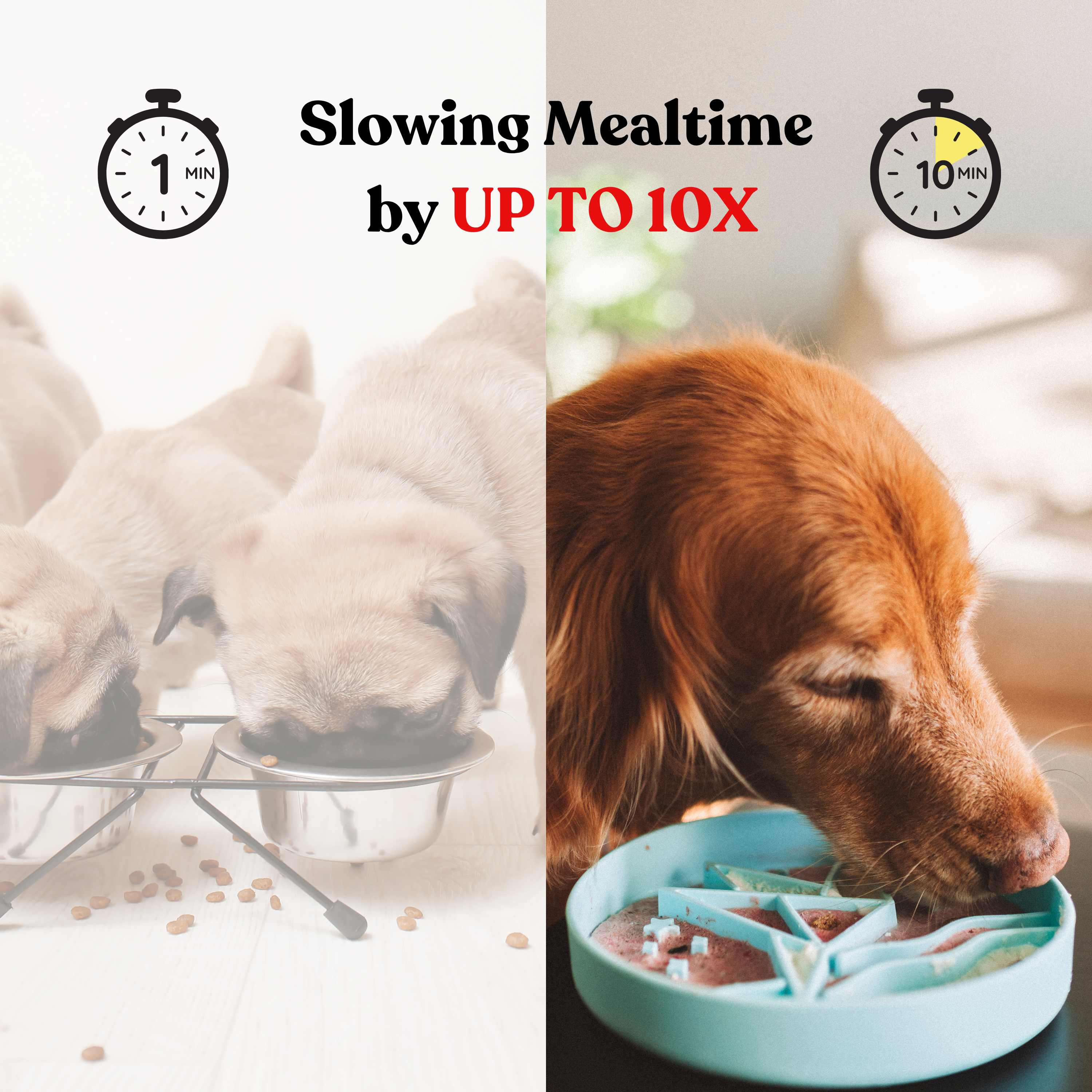 Tulip Slow Feeder
