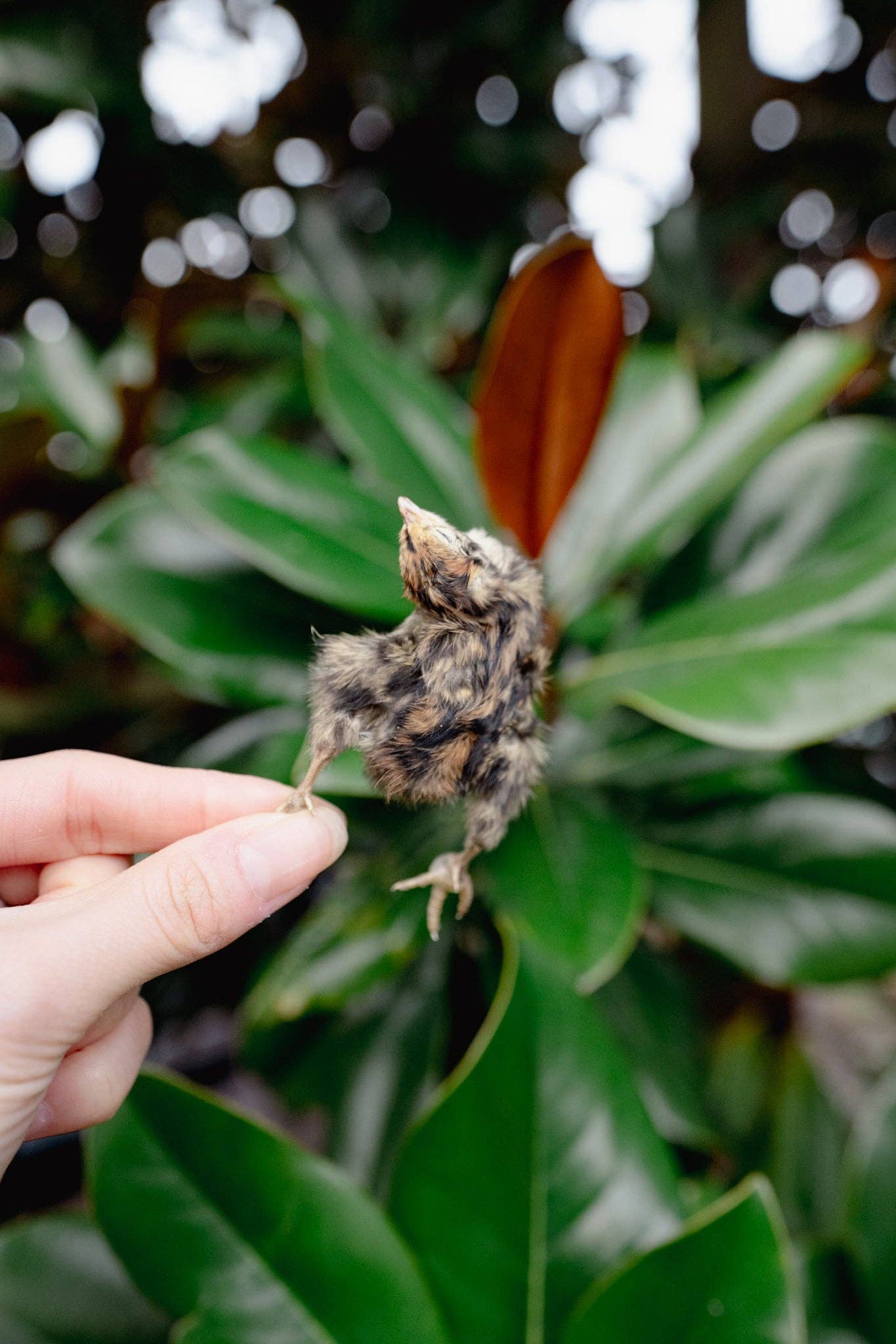 Freeze-Dried Quail Hatchling