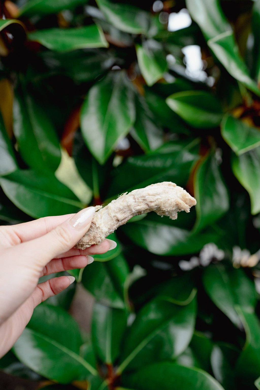 Freeze-Dried Chicken Neck | Freeze-Dried Dog + Cat Treat