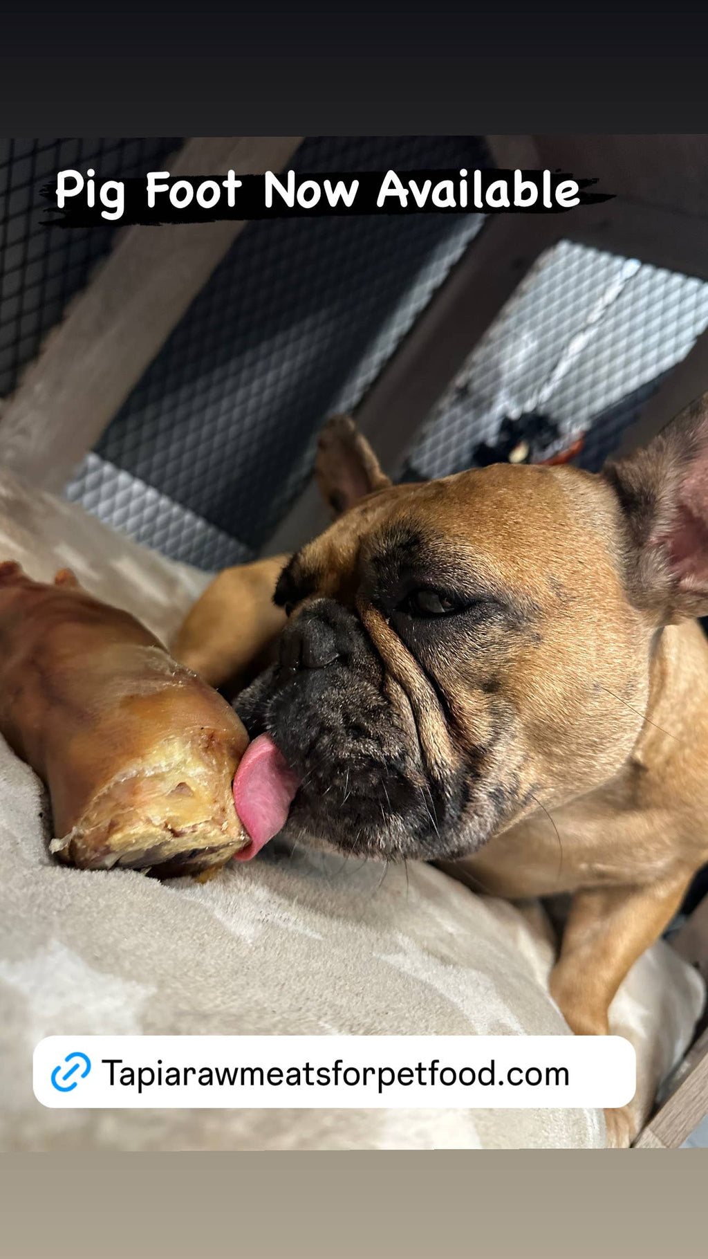 Pig Foot 