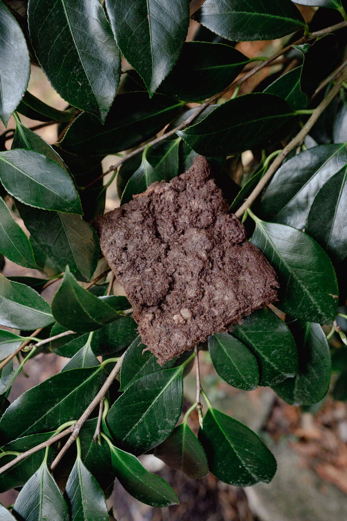 Freeze-Dried Beaver