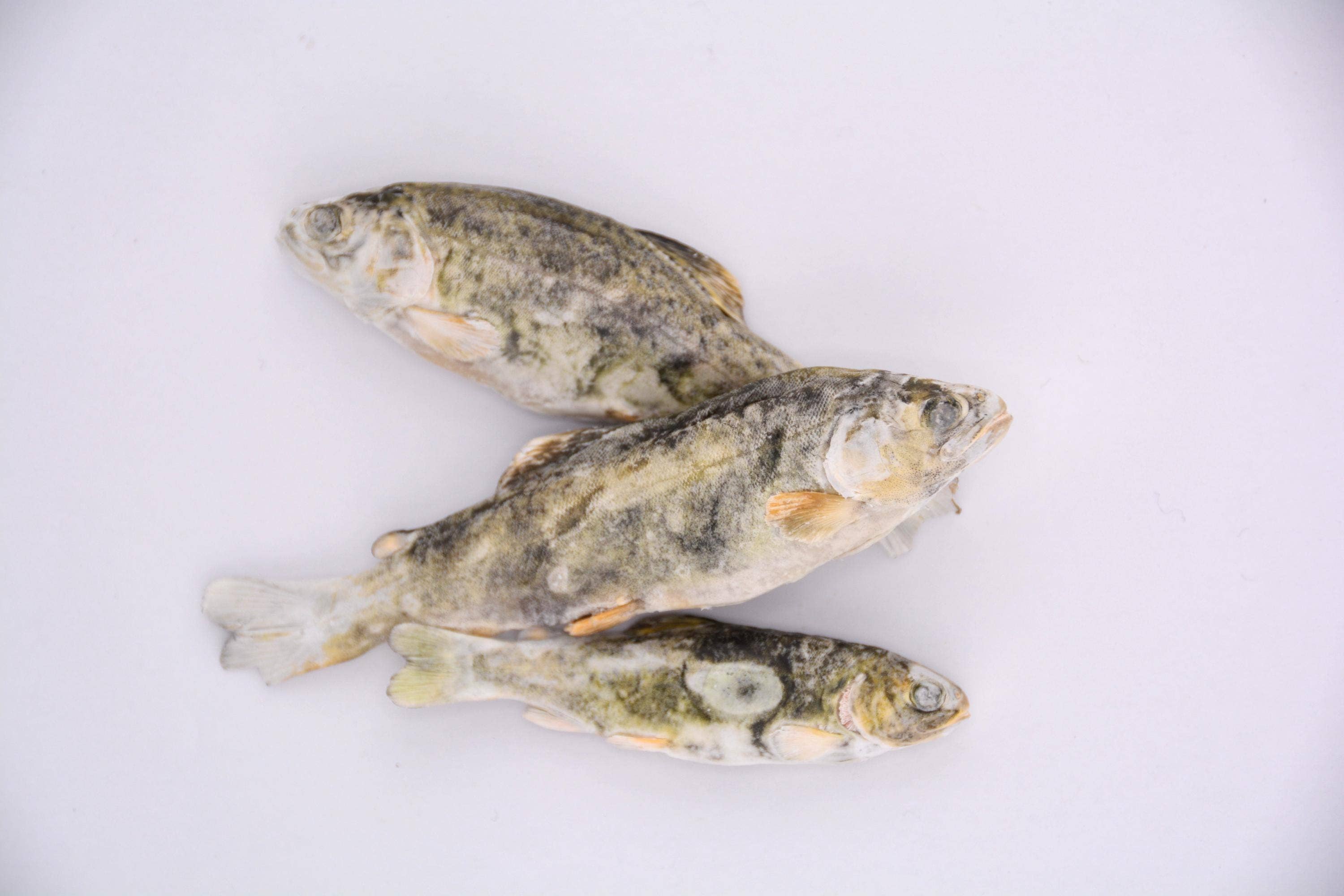 Freeze Dried Little Trout