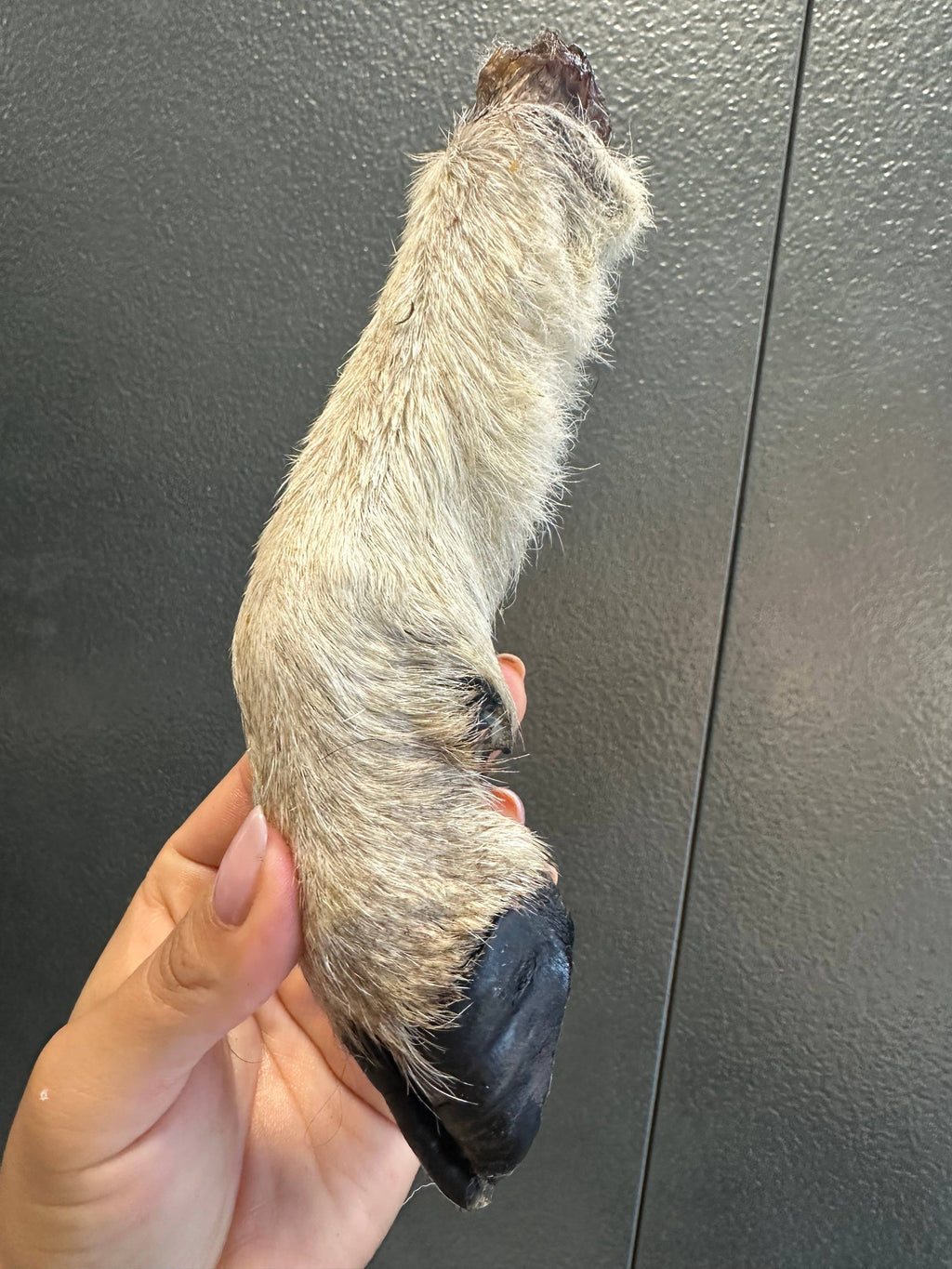 Lamb Trotter With Fur