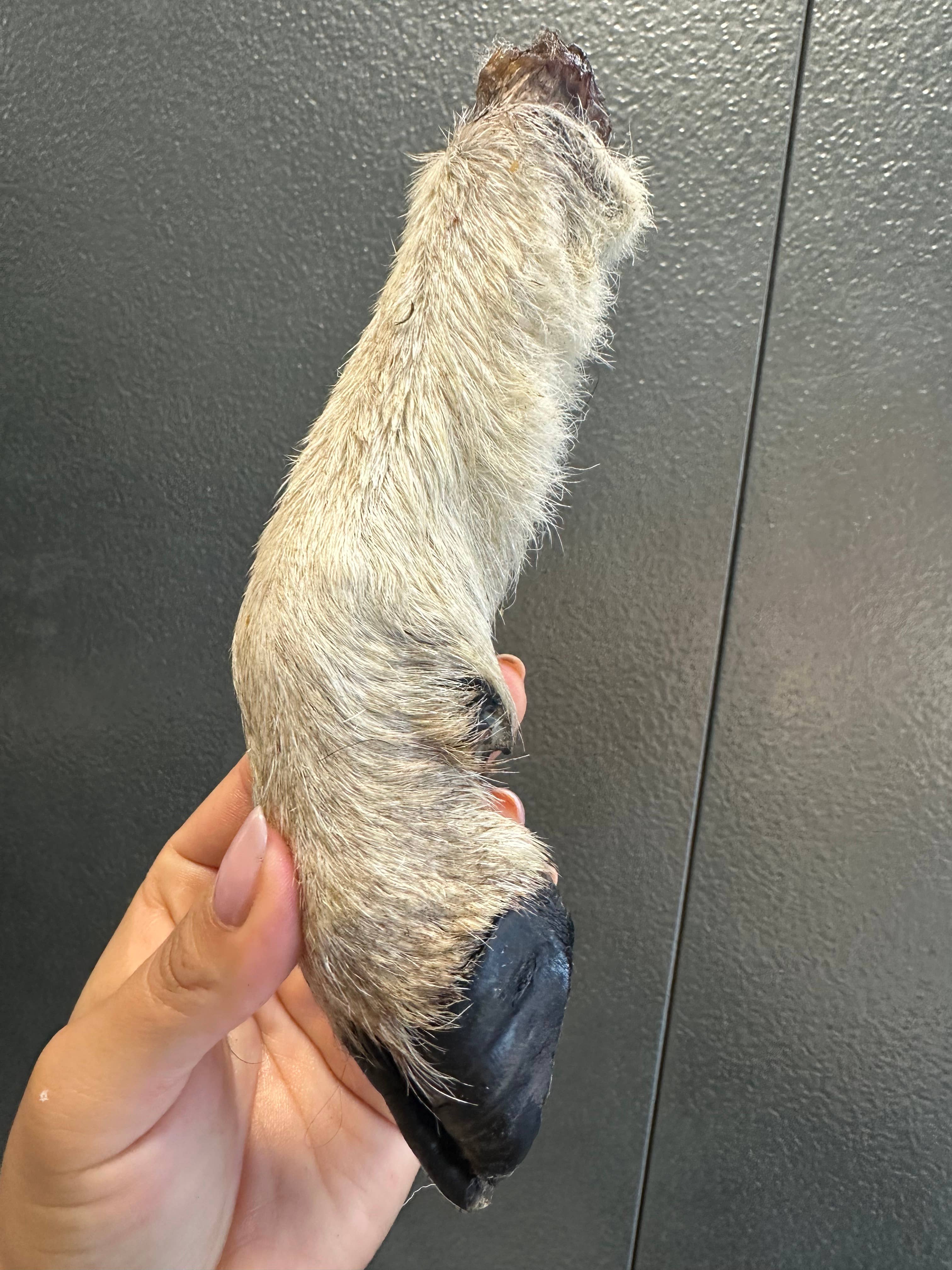 Lamb Trotter With Fur
