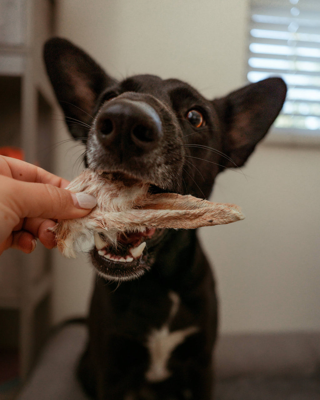 Rabbit Ears Chews