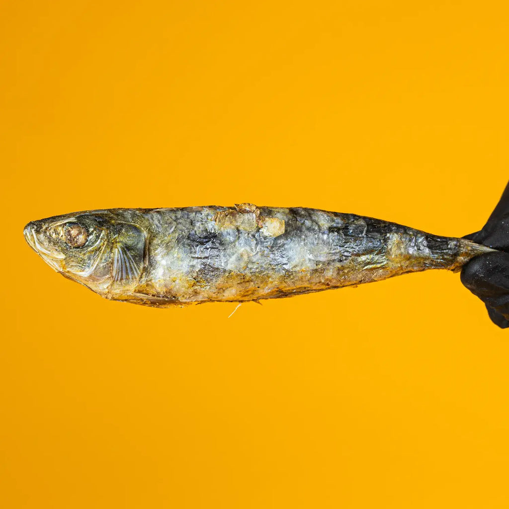 Freeze-Dried Sardines - 5" To 7" In