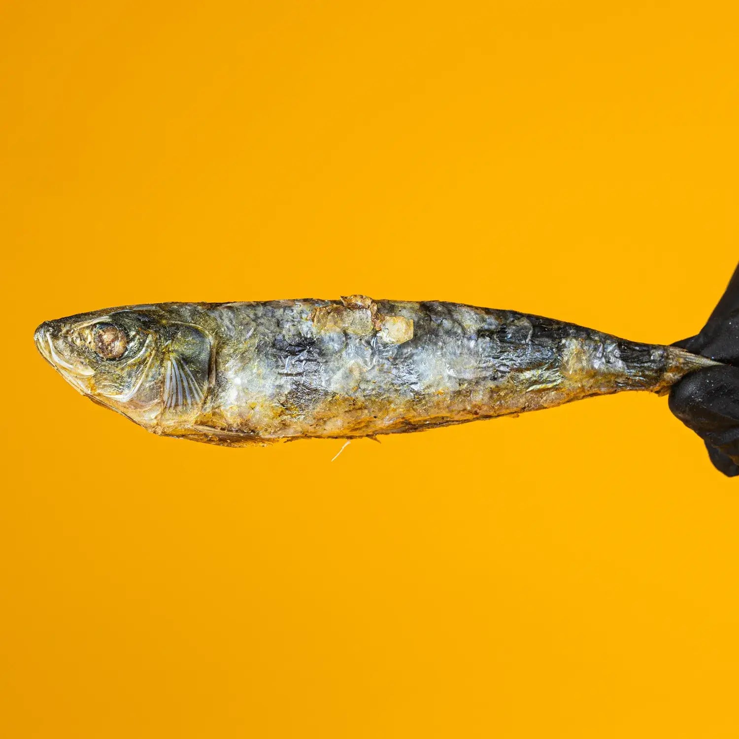 Freeze-Dried Sardines - 5" To 7" In