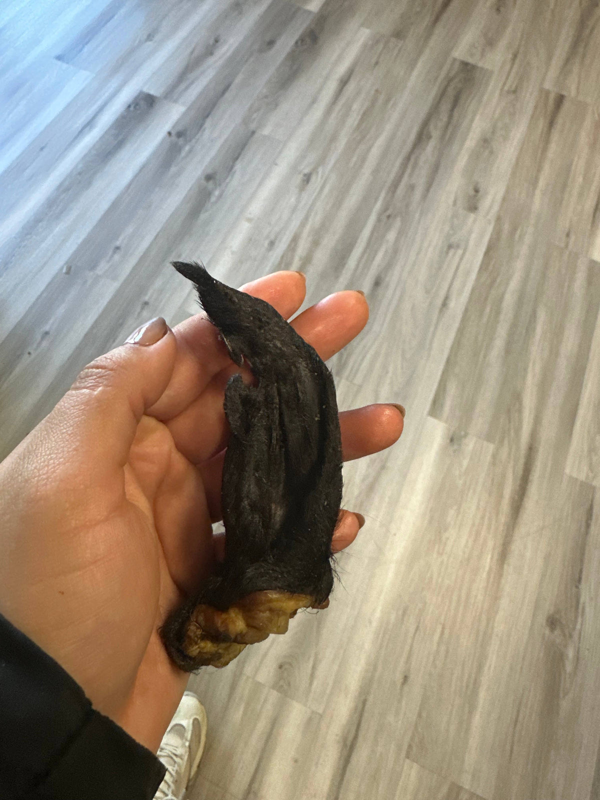 Lamb Ear