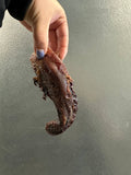 Whole Pork Tongue