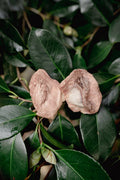 Freeze-Dried Turkey Gizzards