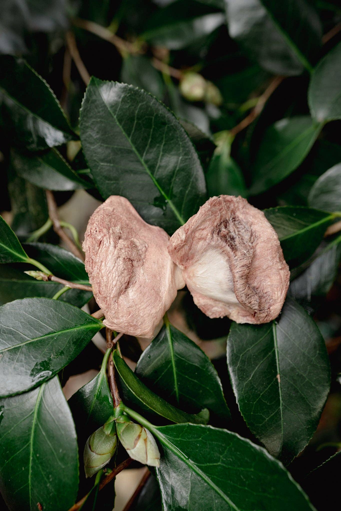 Freeze-Dried Turkey Gizzards