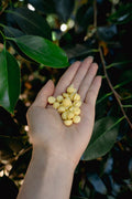Freeze-Dried Egg Yolk and Goat Milk